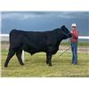 Image 1 : Stoney Stonehocker - Sunnyside Shiners / Beef