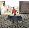 Image 1 : Miles Volf - U-Bet / Swine