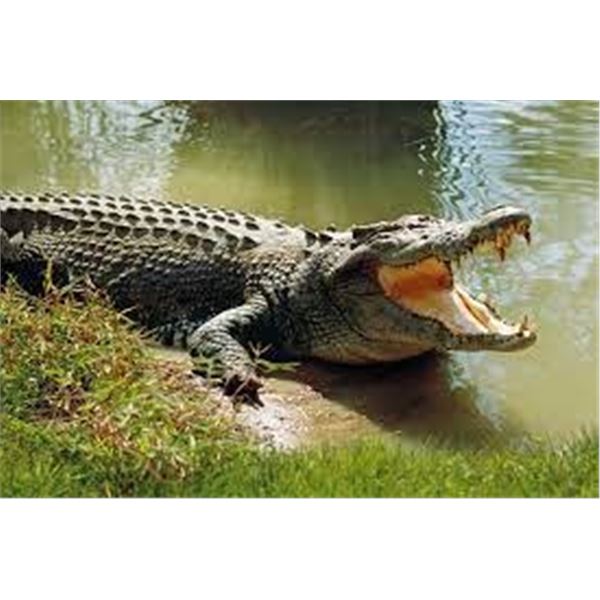 MAKHULU SAFARIS-2 CROCS OR 2 SABLES