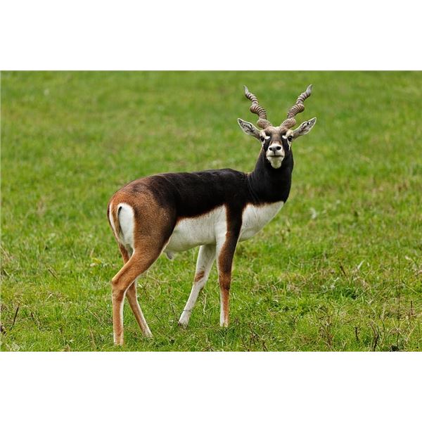 CATENA SAFARIS-2 BLACK BUCK