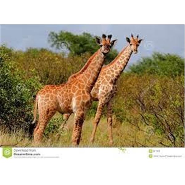 MONKANE--GIRAFFE