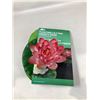 Image 2 : Floating Lily Pad Variety Pack