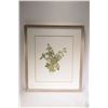 Image 1 : Framed watercolour painting titled "Cotoneaster and Ivy leaves" signed by artist Caren Heine, 16" X 