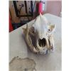 Image 2 : Bear Skull