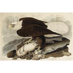 After John James Audubon (American,