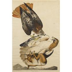 After John James Audubon (American,
