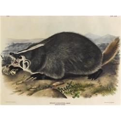 After JOHN JAMES AUDUBON (American 1785-1851)