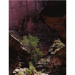 Eliot Porter (American 1901-1990) Glen Canyon