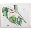 Image 2 : Botanic Plate 'Arealu' Mark Catesby ( 1683-1749)
