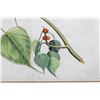 Image 5 : Botanic Plate 'Arealu' Mark Catesby ( 1683-1749)