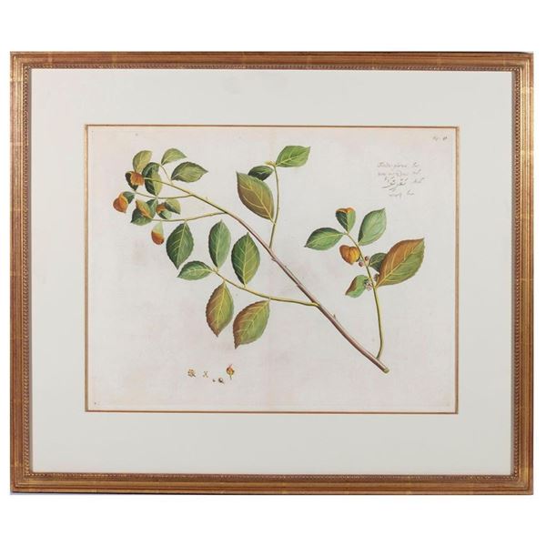 Botanic plate 'Tinda-parua' Mark Catesby (1683-1749)