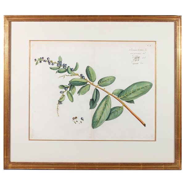 Botanic Plate 'Scherunam-Cottam' Mark Catesby (1683-1749)