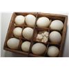 Image 2 : ANTIQUE 1906 STAR EGG CARRIER AND ITALY FAKE EGGS