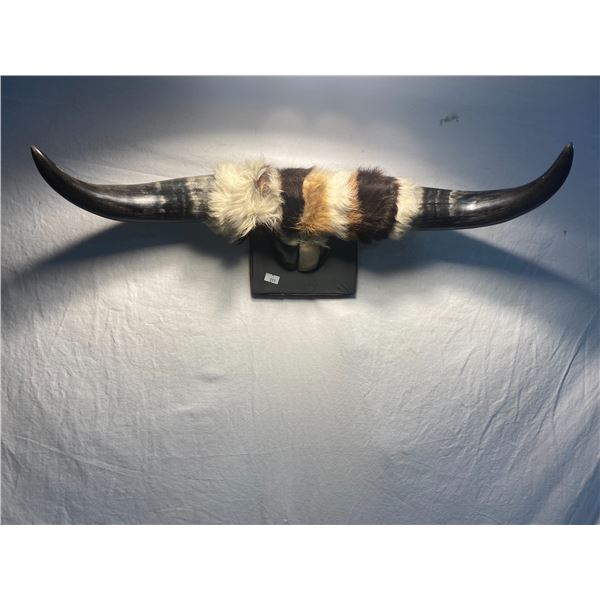 Horns aprox 23 inches long