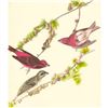 Image 1 : c1950 Audubon Print, Purple Finch