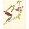 Image 2 : c1950 Audubon Print, Purple Finch