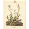 Image 2 : c1950 Audubon Print, Field Sparrow