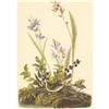 Image 3 : c1950 Audubon Print, Field Sparrow