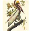 Image 1 : c1950 Audubon Print, Brown Pelican