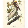Image 2 : c1950 Audubon Print, Brown Pelican