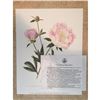 Image 2 : Limited Edition Print, Peonies with Ants