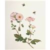 Image 1 : Limited Edition Print, Bumble Bees and Chrysanthemums