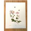 Image 2 : Limited Edition Print, Bumble Bees and Chrysanthemums