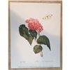 Image 1 : Limited Edition Print, Begonia and a Cabbage White Butterfly