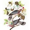 Image 1 : c1946 Audubon Print, #367 Band-Tailed Pigeon