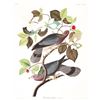 Image 2 : c1946 Audubon Print, #367 Band-Tailed Pigeon