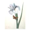 Image 1 : After Pierre-Jospeh Redoute, Floral Print, #60 Iris Xiphium ( Iris )