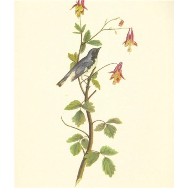 c1950 Audubon Print, Black Throated Blue Warbler