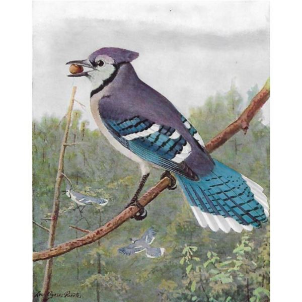 1936 Pearson Birds, Blue Jay