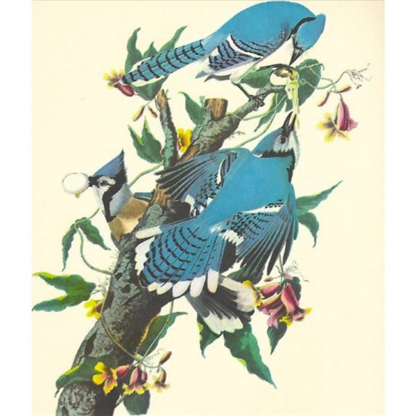 c1950 Audubon Print, Blue Jay