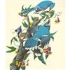 Image 1 : c1950 Audubon Print, Blue Jay
