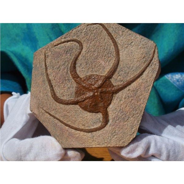 Large Prehistoric Starfish Fossil Specimen
