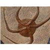 Image 2 : Large Prehistoric Starfish Fossil Specimen