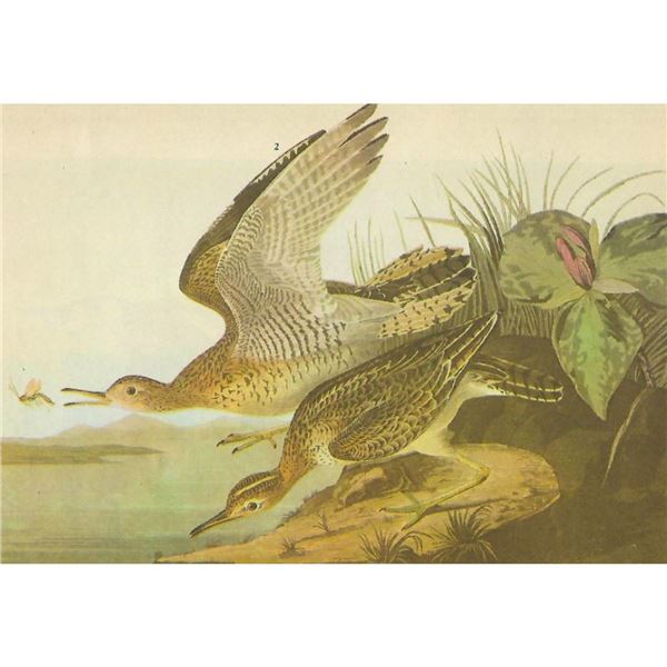 c1946 Audubon Print, #303 Upland Plover