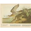 Image 2 : c1946 Audubon Print, #303 Upland Plover