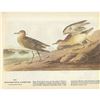 Image 2 : c1946 Audubon Print, #248 Pied-Billed Grebe