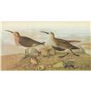 Image 1 : c1946 Audubon Print, #290 Red-Backed Sandpiper