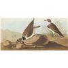 Image 1 : c1946 Audubon Print, #330 Semipalmated Plover