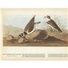 Image 2 : c1946 Audubon Print, #330 Semipalmated Plover