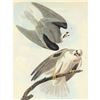 Image 1 : c1946 Audubon Print, #352 White-Tailed Kite