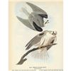 Image 2 : c1946 Audubon Print, #352 White-Tailed Kite