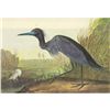 Image 1 : c1946 Audubon Print, #307 Little Blue Heron