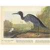 Image 2 : c1946 Audubon Print, #307 Little Blue Heron
