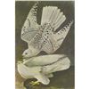 Image 1 : c1946 Audubon Print, #366 Gyrfalcon