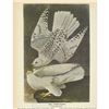 Image 2 : c1946 Audubon Print, #366 Gyrfalcon