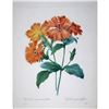 Image 1 : After Pierre-Jospeh Redoute, Floral Print, #75 Lychnide a grandes fleurs ( Lychnide-Silene )